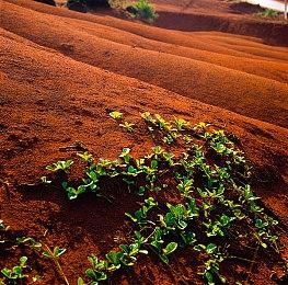 《幻兽帕鲁》开发商Pocketpair反击任天堂：“扔球抓怪”并非原创