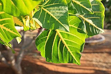 29人吃鸡音乐节奏游戏《节奏天鸽》现已发售